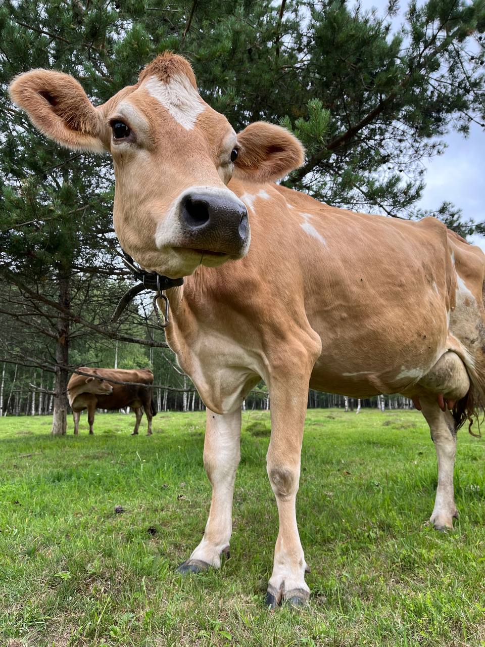 Олег Гагаев